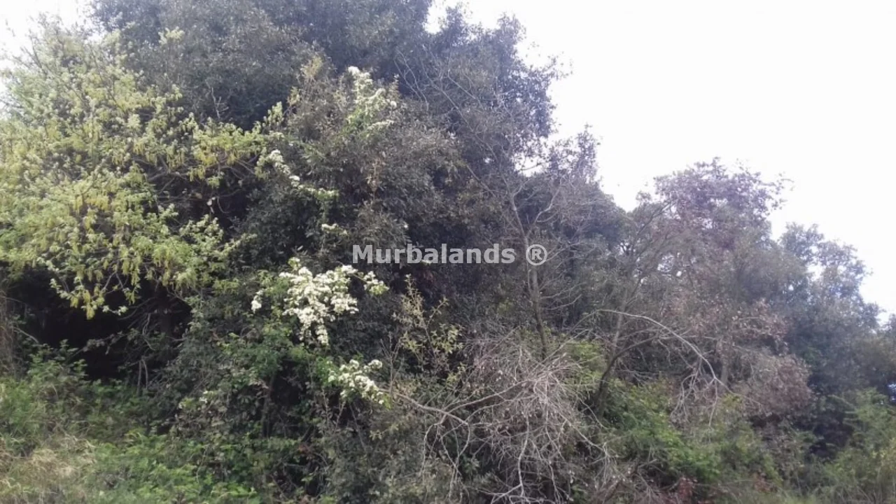 Foto de un terreno o una obra parada para mostrar en el detalle del inmueble