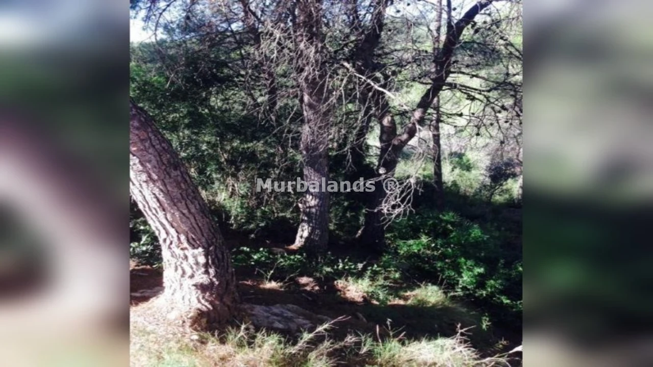 Foto de un terreno o una obra parada para mostrar en el detalle del inmueble