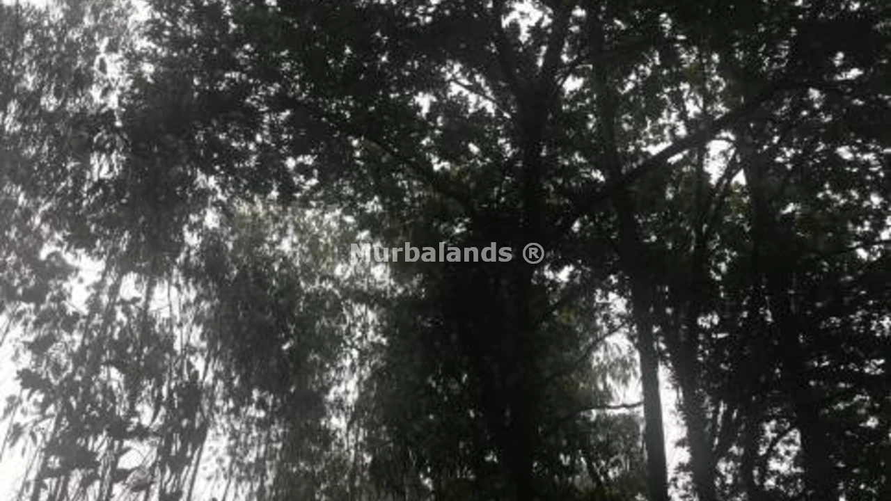 Foto de un terreno o una obra parada para mostrar en el detalle del inmueble