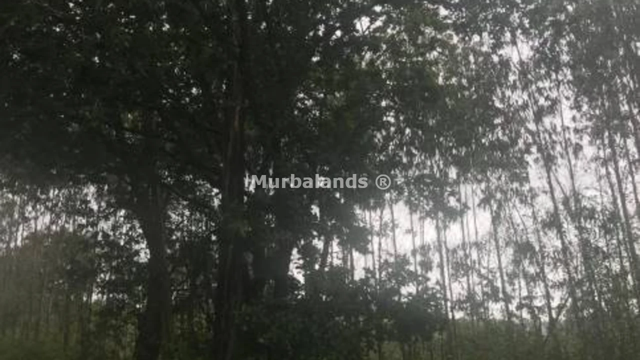 Foto de un terreno o una obra parada para mostrar en el detalle del inmueble