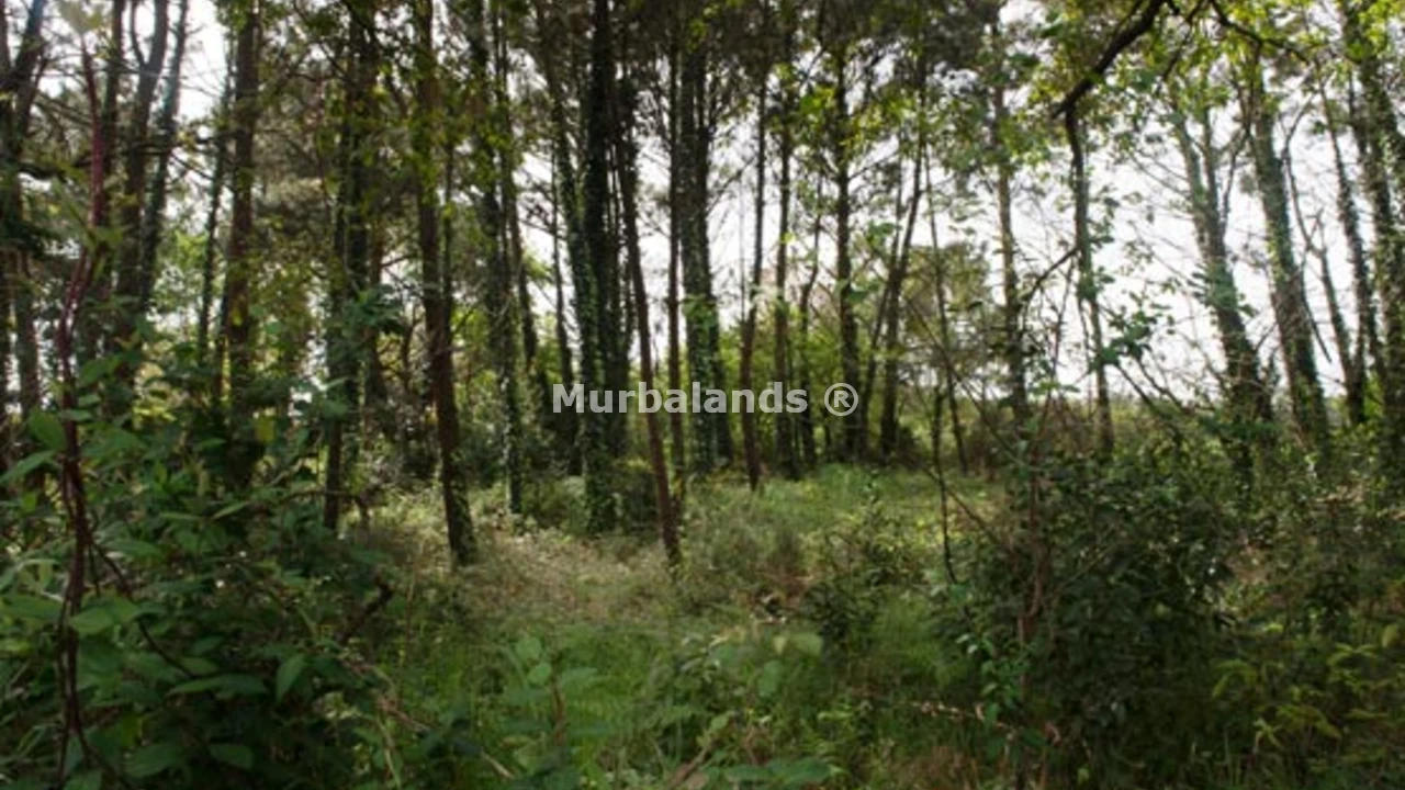 Foto de un terreno o una obra parada para mostrar en el detalle del inmueble