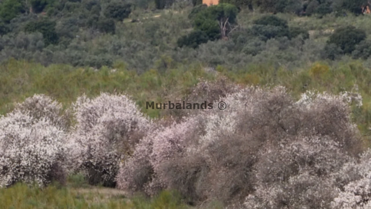 Terreno destacado