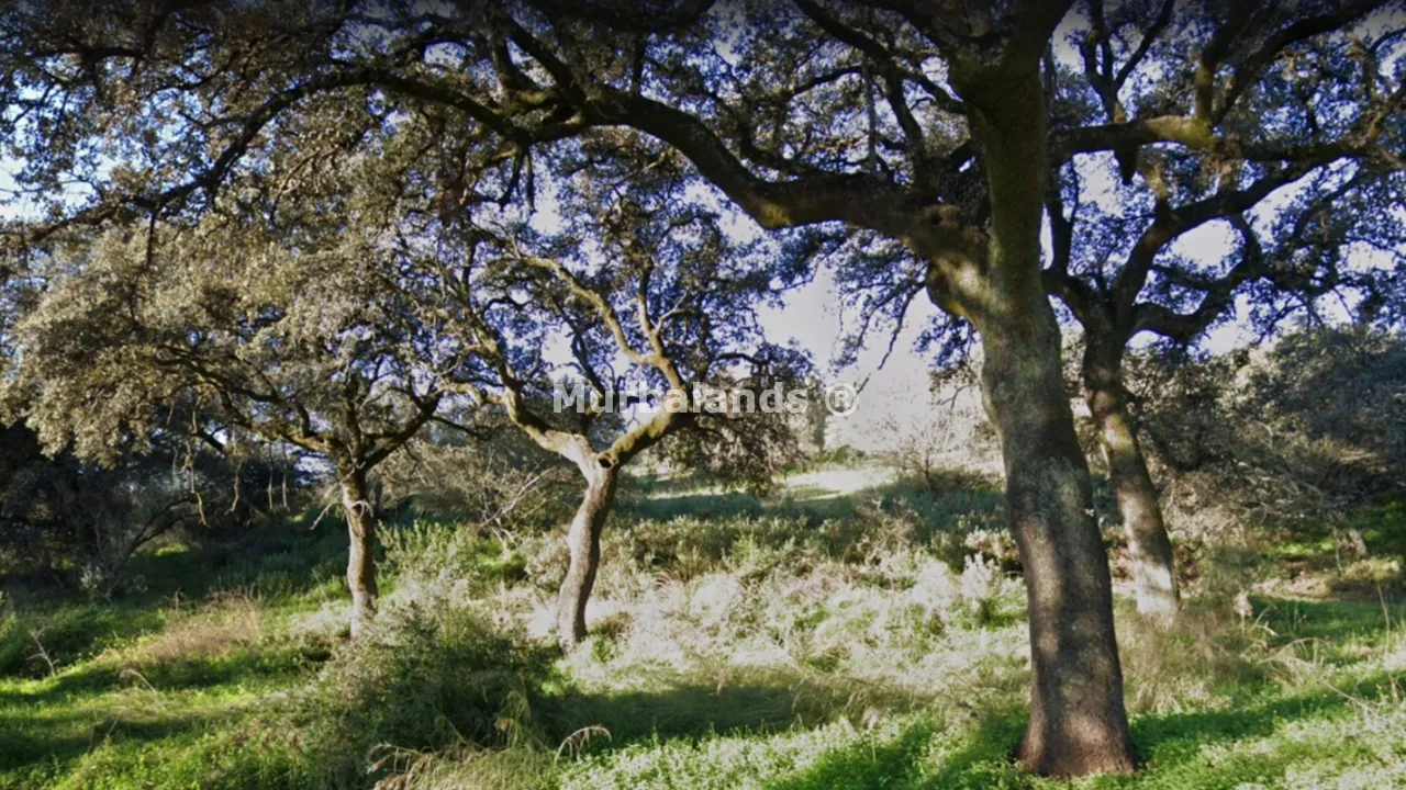Foto de un terreno o una obra parada para mostrar en el detalle del inmueble