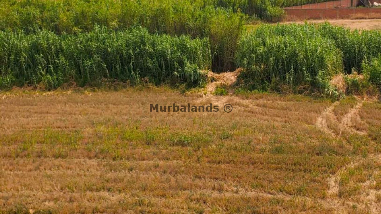 Terreno destacado
