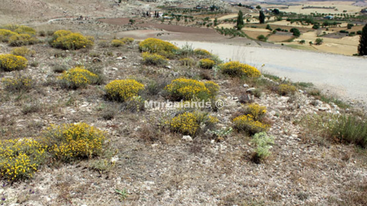 Terreno destacado