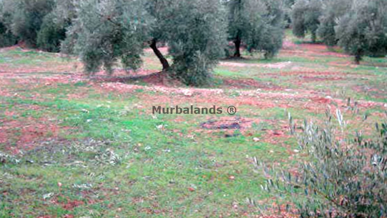 Foto de un terreno o una obra parada para mostrar en el detalle del inmueble