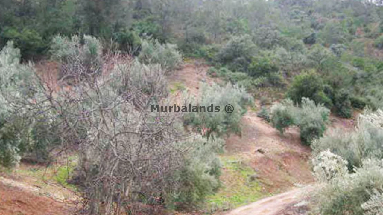 Foto de un terreno o una obra parada para mostrar en el detalle del inmueble
