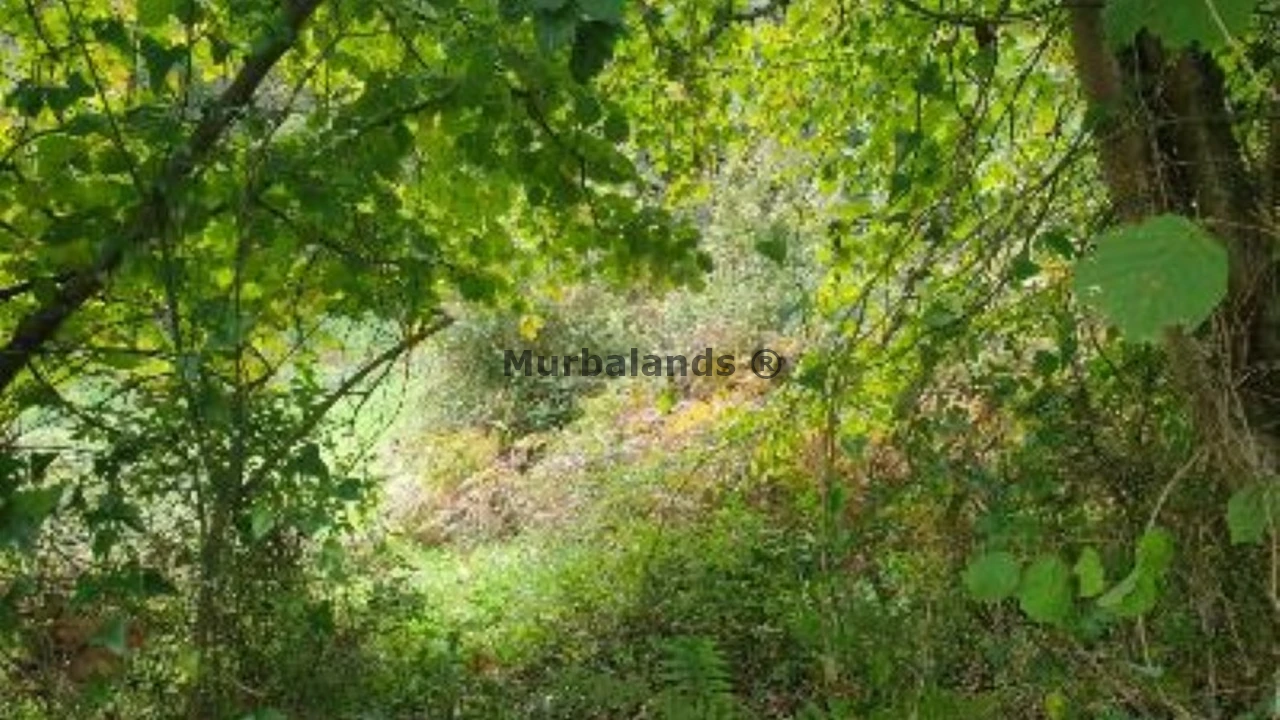 Foto de un terreno o una obra parada para mostrar en el detalle del inmueble