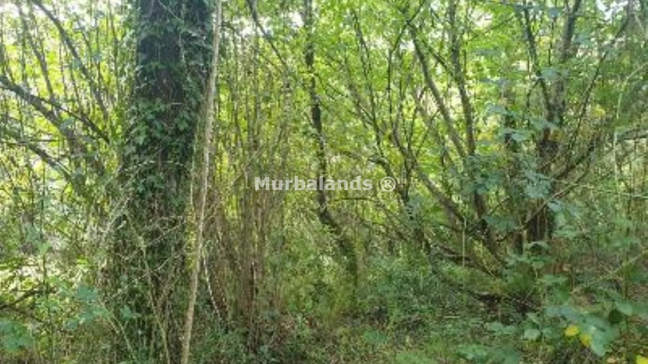 Foto de un terreno o una obra parada para mostrar en el detalle del inmueble