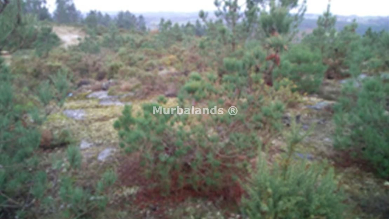 Terreno destacado
