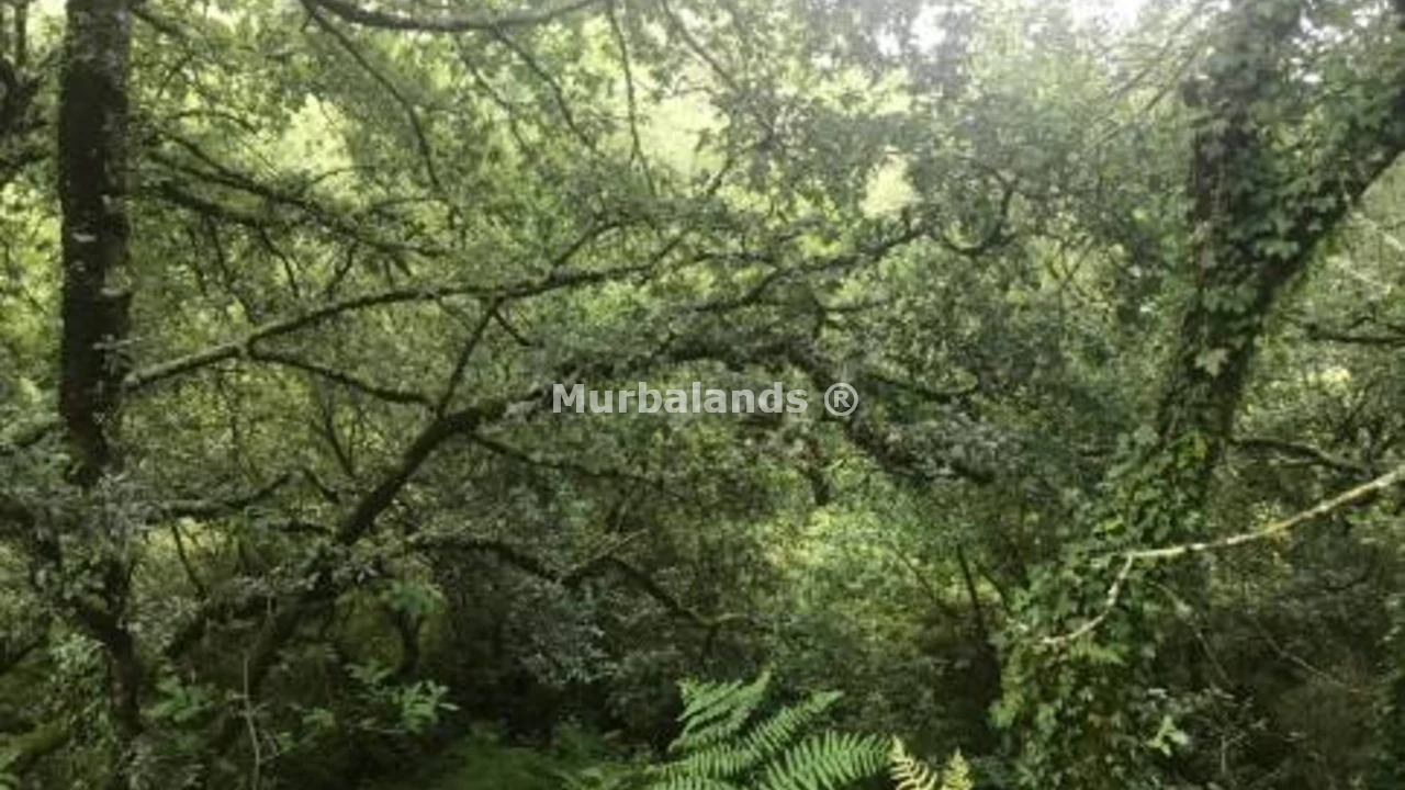 Foto de un terreno o una obra parada para mostrar en el detalle del inmueble