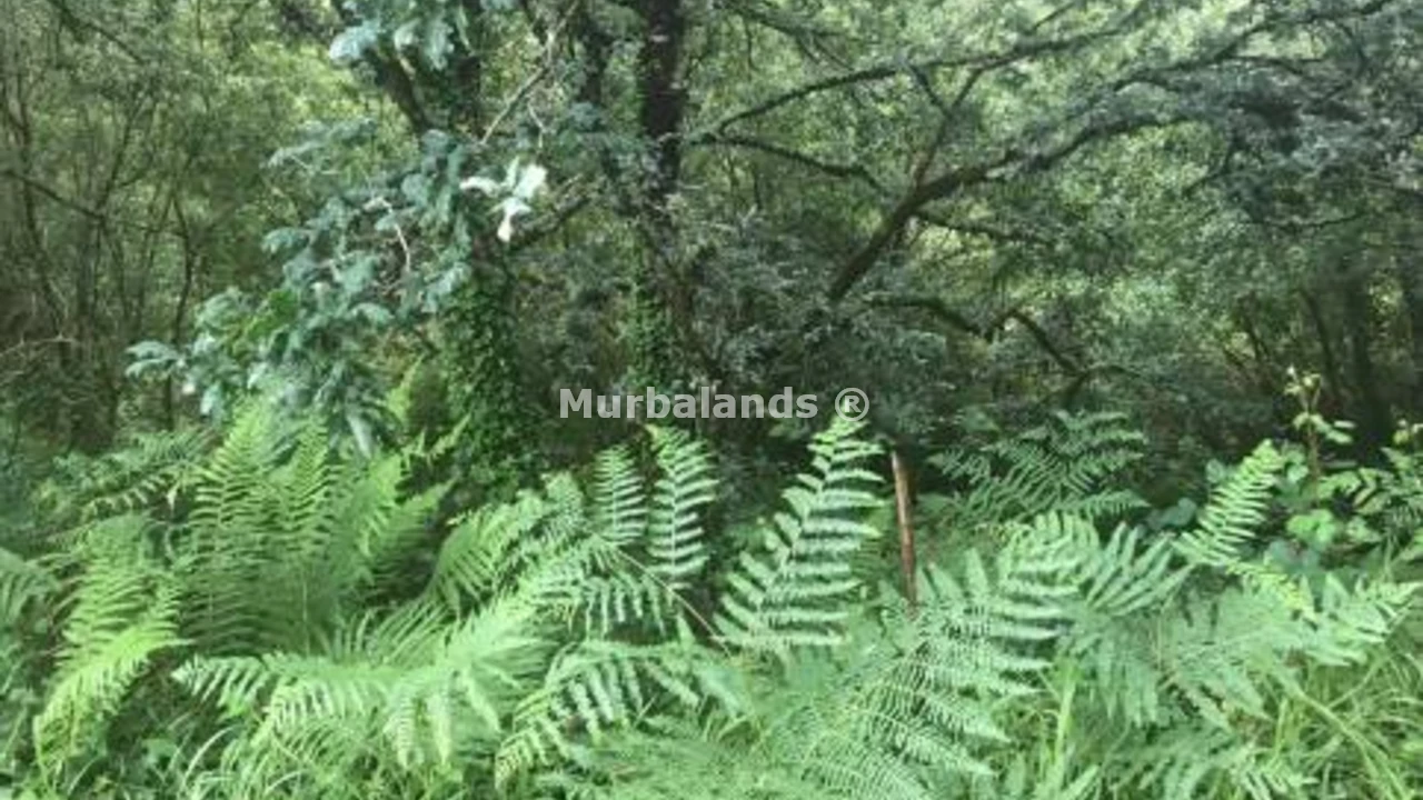 Foto de un terreno o una obra parada para mostrar en el detalle del inmueble