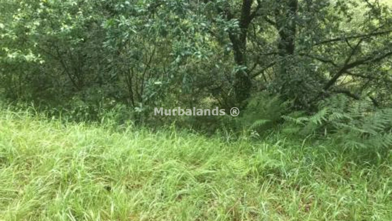 Foto de un terreno o una obra parada para mostrar en el detalle del inmueble