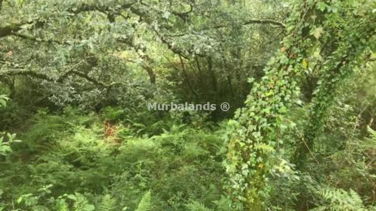 Foto de un terreno o una obra parada para mostrar en el detalle del inmueble