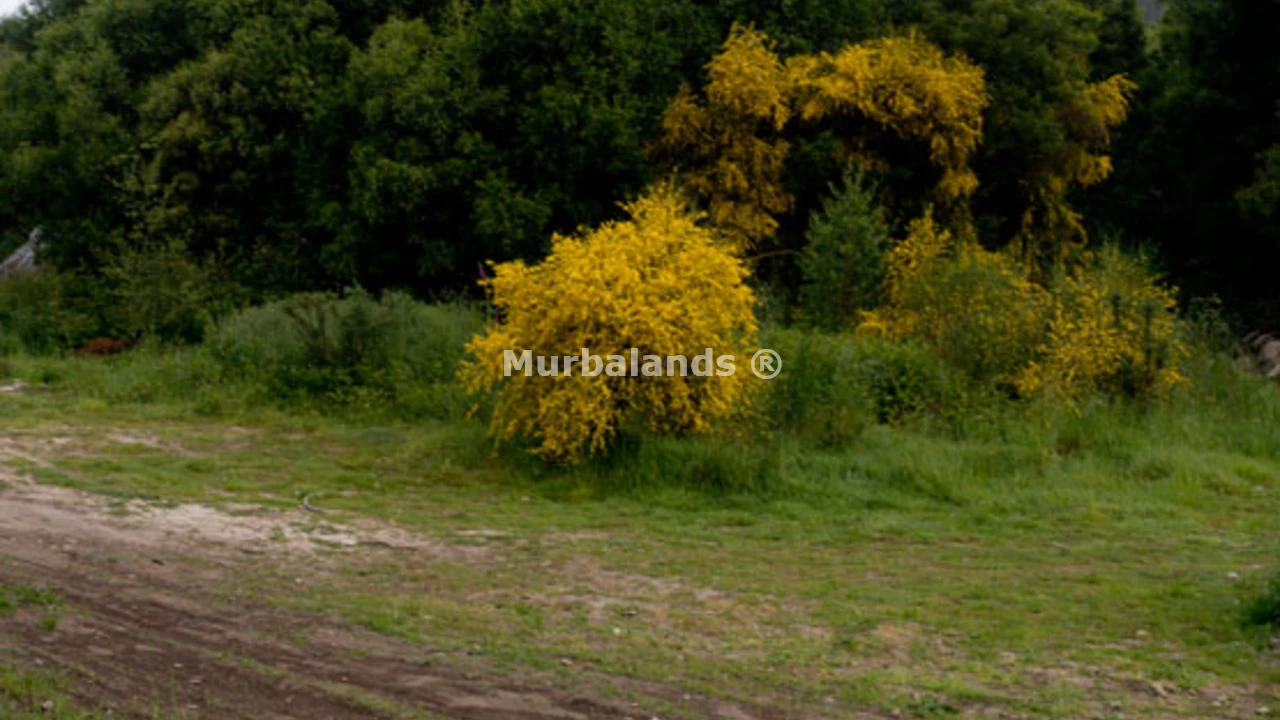 Foto de un terreno o una obra parada para mostrar en el detalle del inmueble