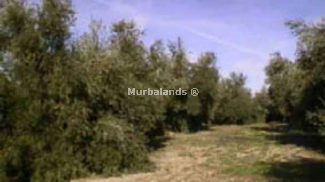 Foto de un terreno o una obra parada para mostrar en el detalle del inmueble