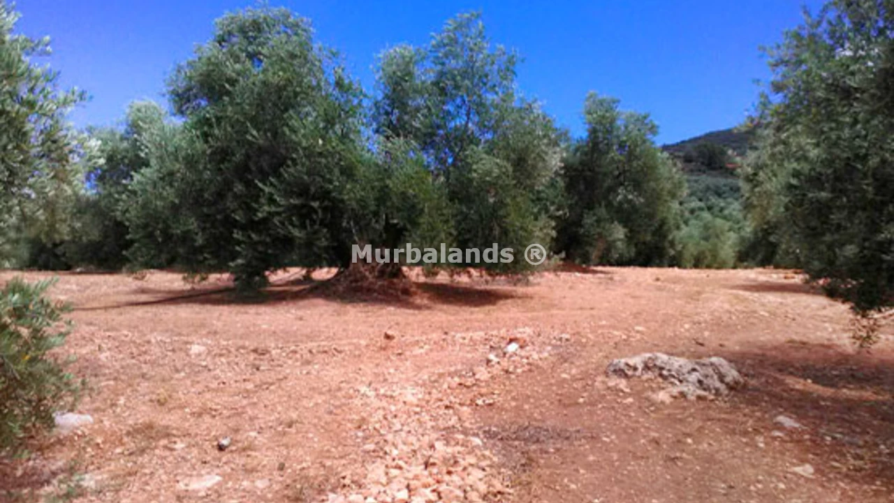 Foto de un terreno o una obra parada para mostrar en el detalle del inmueble
