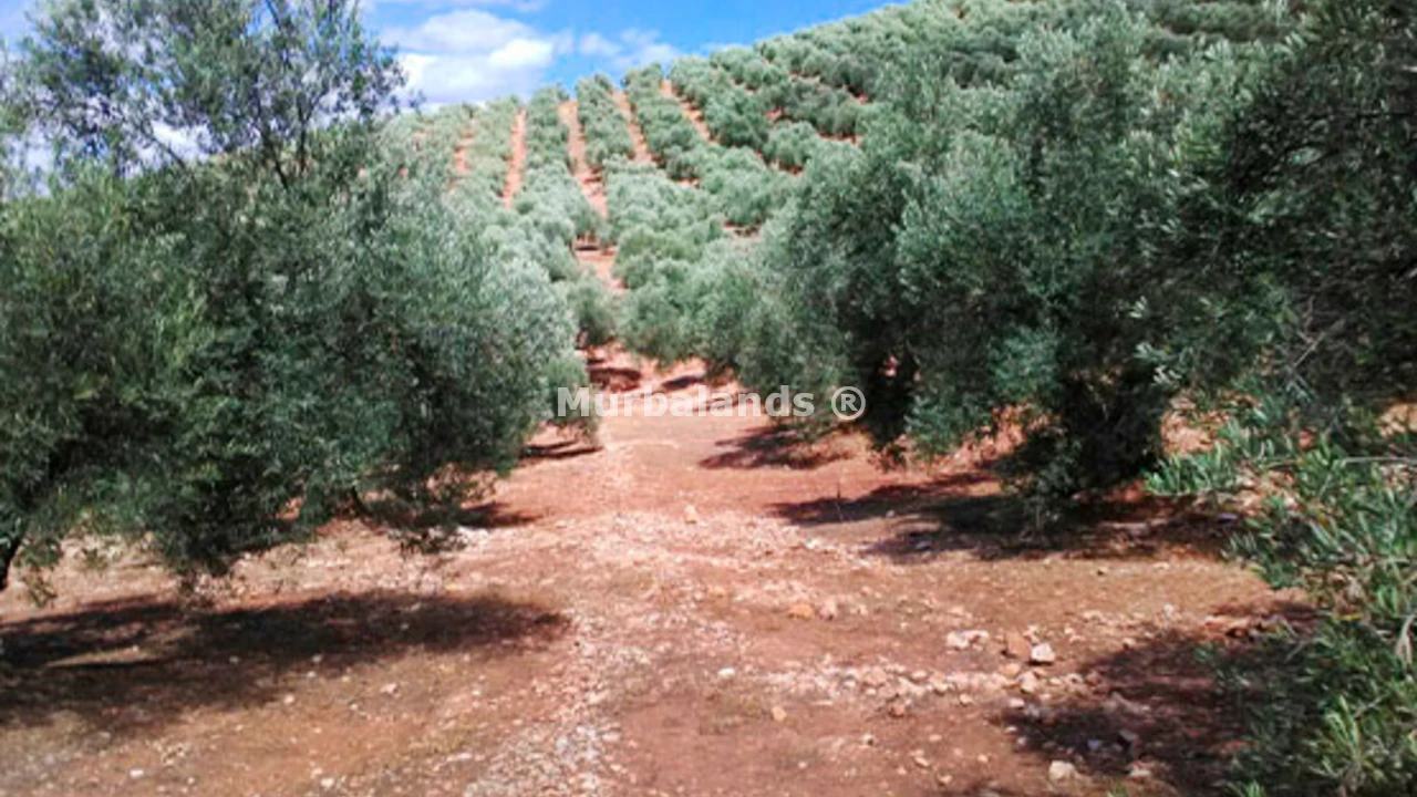 Foto de un terreno o una obra parada para mostrar en el detalle del inmueble