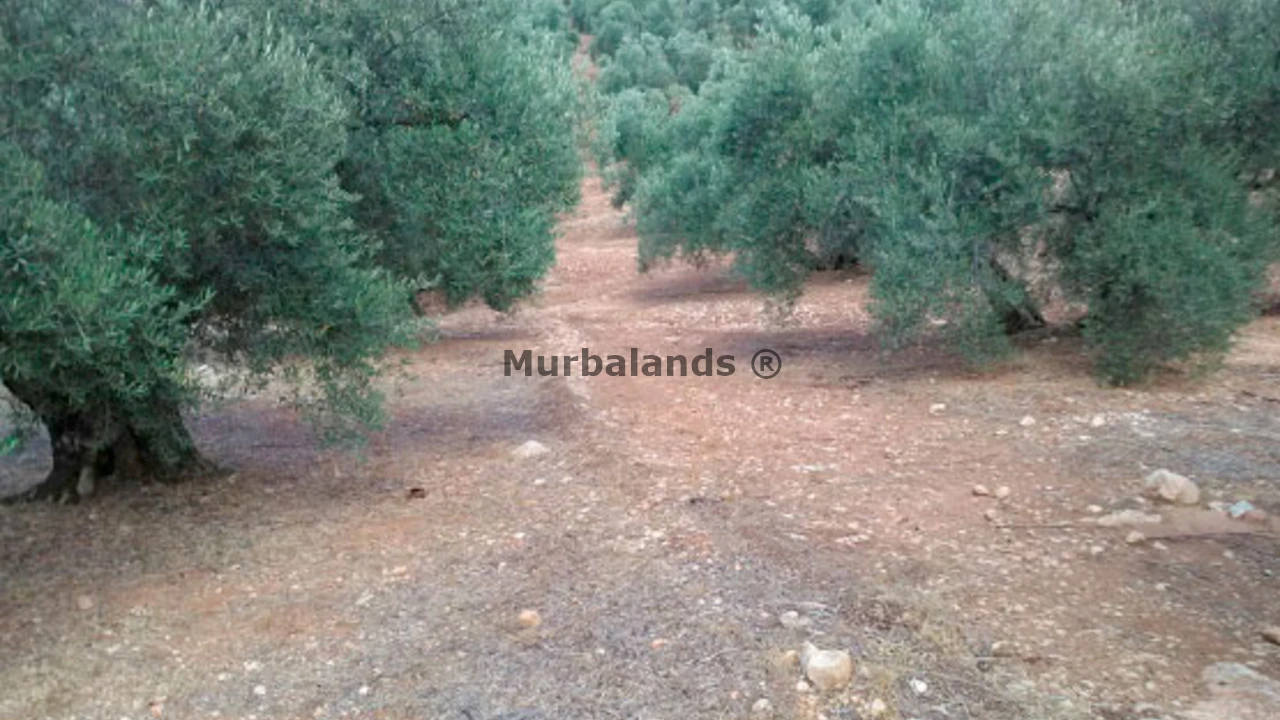 Foto de un terreno o una obra parada para mostrar en el detalle del inmueble