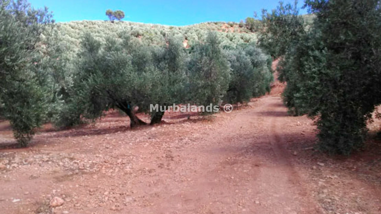 Foto de un terreno o una obra parada para mostrar en el detalle del inmueble