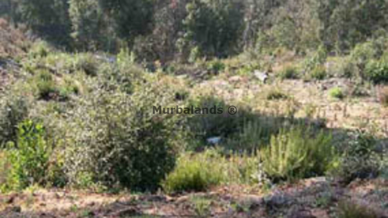 Foto de un terreno o una obra parada para mostrar en el detalle del inmueble