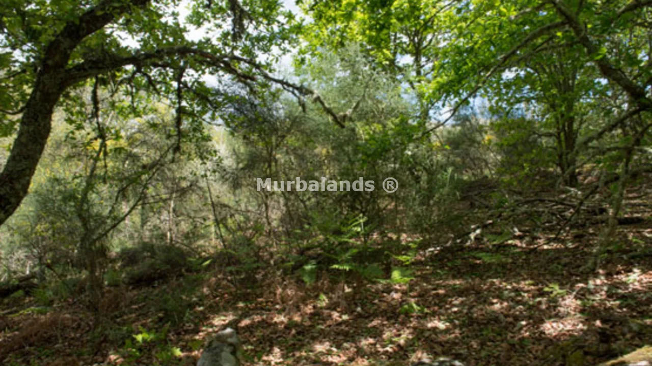 Foto de un terreno o una obra parada para mostrar en el detalle del inmueble