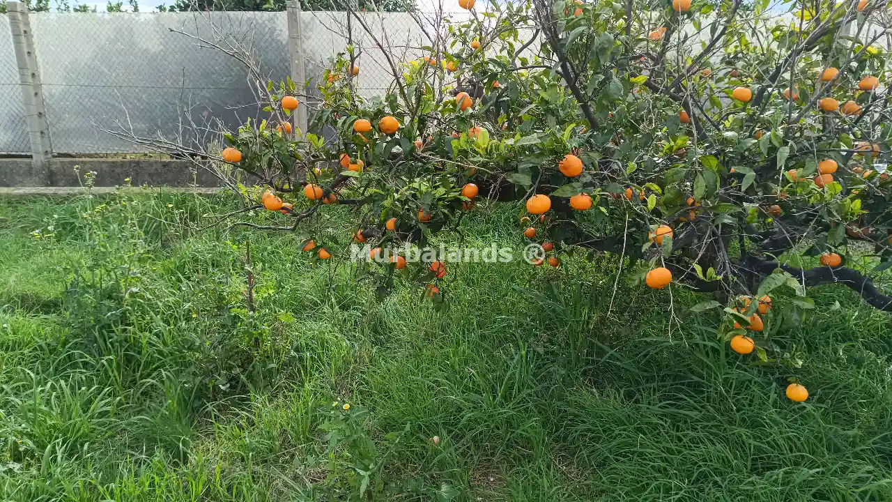 Foto del anuncio Ref. 00005233