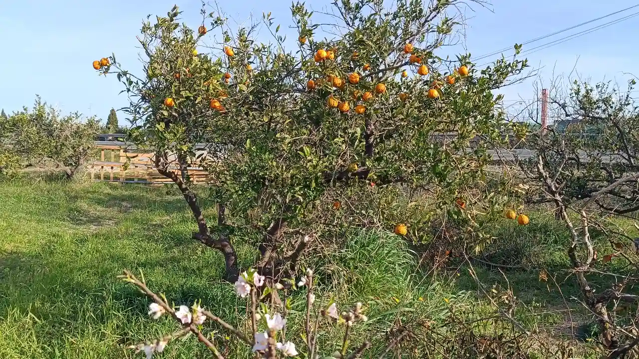 Foto del anuncio Ref. 00005233