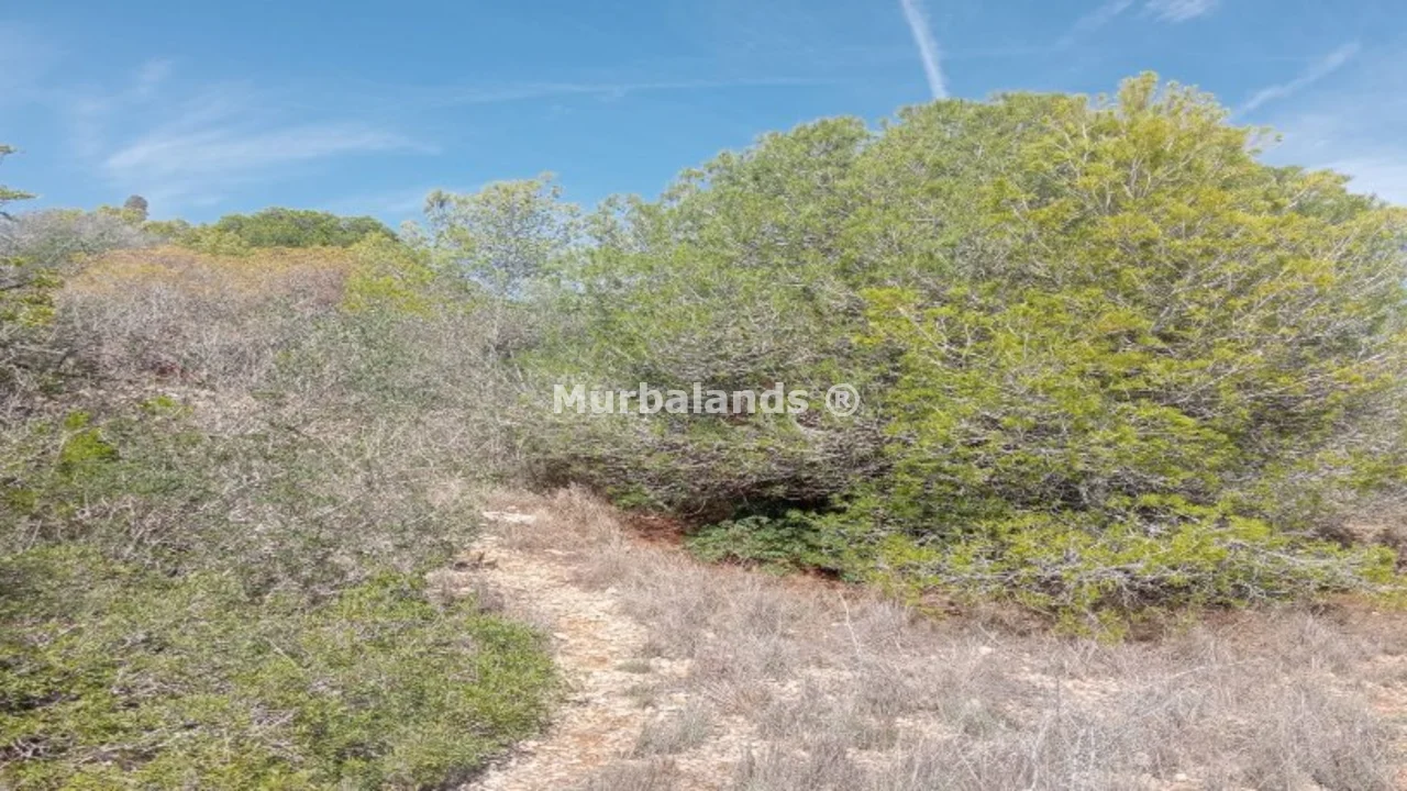 Foto de un terreno o una obra parada para mostrar en el detalle del inmueble