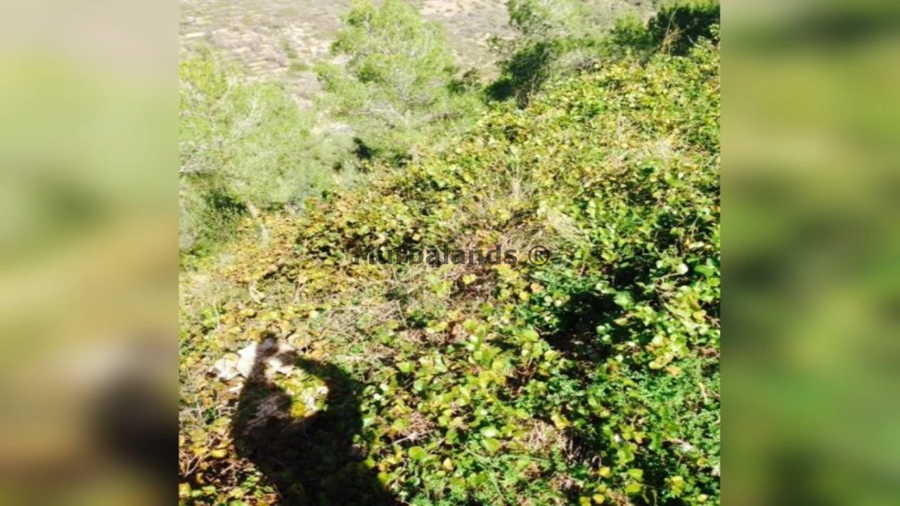 Foto de un terreno o una obra parada para mostrar en el detalle del inmueble