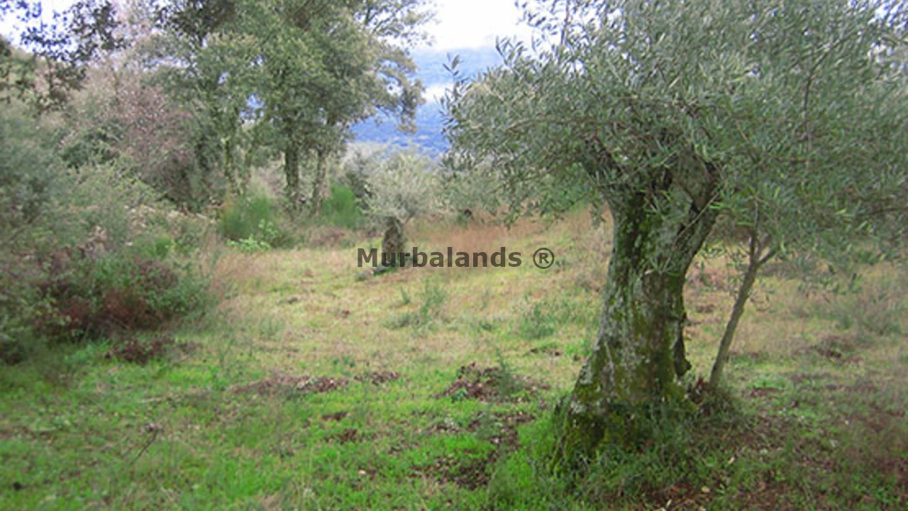 Foto del anuncio Ref. 00005440