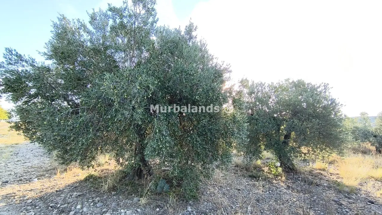 Foto del anuncio Ref. 00005232