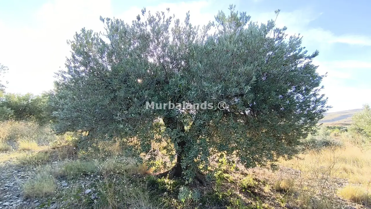 Foto del anuncio Ref. 00005232