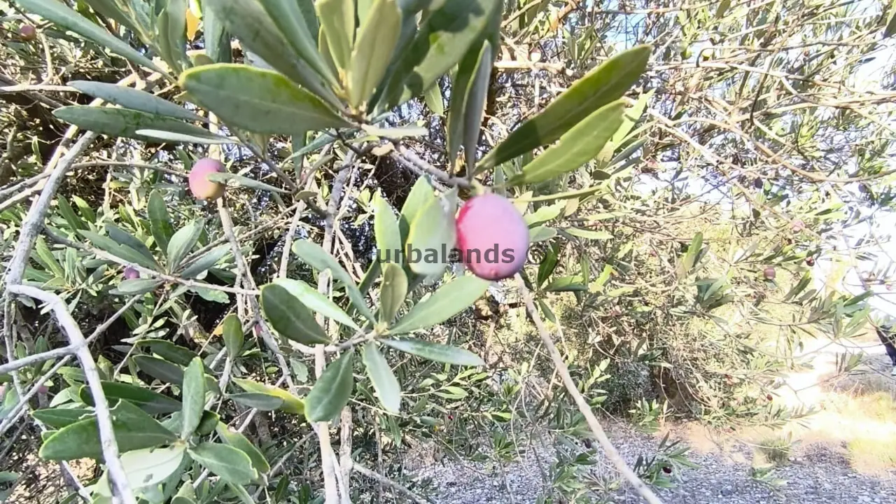 Foto del anuncio Ref. 00005232